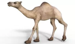 Camel 3D model