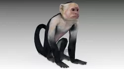 Capuchin Monkey Low-poly 3D model