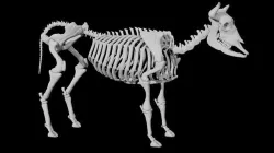 Cow Skeleton Low-poly 3D model