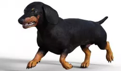 Dog Short leg 3D model
