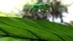 Frog  model  3D model