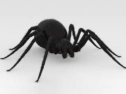 Giant Spider 3D model