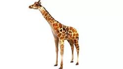 Giraffe 3D model