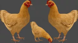 Hen chicken Animated Low-poly 3D model