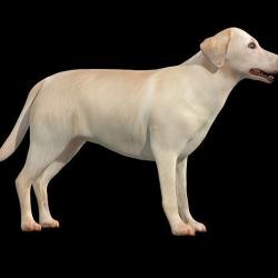 dog rig 3D Models | Page 1 | STLFinder