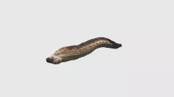 Low Poly Eel Rigged With Realistic Texture 3D model