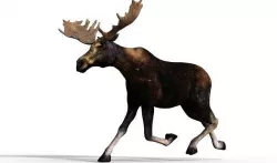 Moose Male 3D model