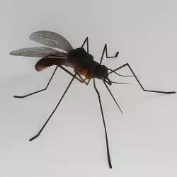 Mosquito 3D model