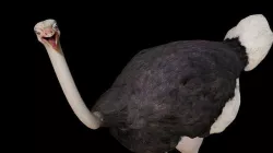 Ostrich 3D Model  Low-poly 3D model
