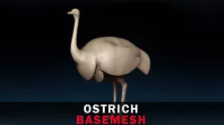 Ostrich Base Mesh 3D model