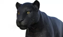 Panter 3D model