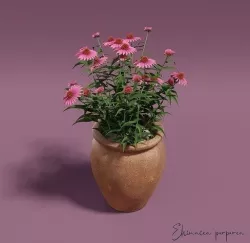 Purple coneflower Ehinacea purpurea 3D model