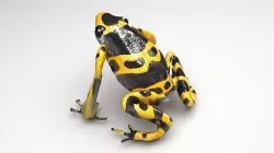 Yellow and Black Poison Dart Frog 3D model