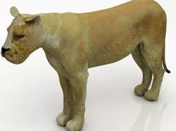 3D Lioness 3D model