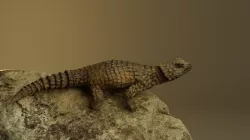 Armadillo Lizard 3D model