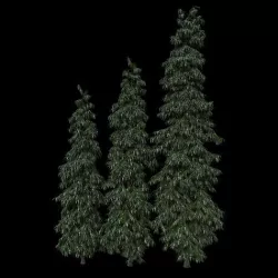 asopalav tree 3d model - ashoka tree - polygonia longifolia 3D model