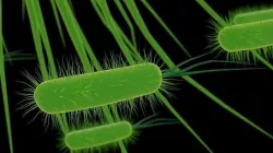 Bacteria  3D model