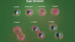 Cells 3D model
