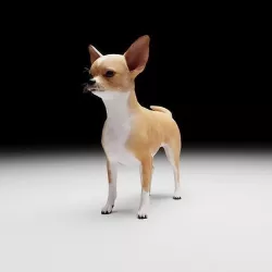 CHIHUAHUA FLEX 3D model