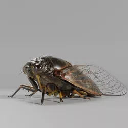 Cicada Animated 3D model