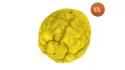 Citron Citrus medica - Real-Time Scanned 3D model
