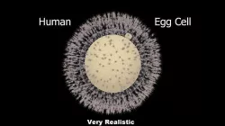 Human Egg Cell 3D model
