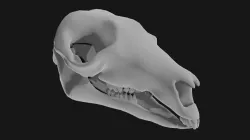 Kangaroo skull 3D model