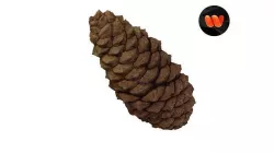 Pine Cone - Extreme Definition Scanned 3D model
