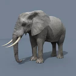 PRO Elephant 4K Animated - 2022 Upgrade 3D model