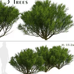 Set of Pinus Mugo or Bog Pine Trees - 3 Trees 3D model