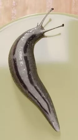 slug slug slug 3D model
