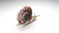 Snail 3D model