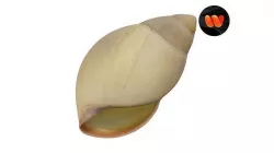 Snail Shell - Extreme Definition Scanned 3D model