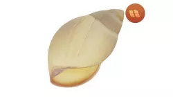Snail Shell - Real-Time Scanned Low-poly 3D model