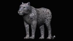 Snow leopard 3D model