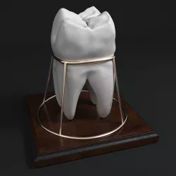 tooth souvenir 3D model