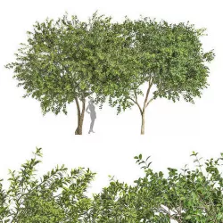 2 tree Big Joy Perfume Orange Michelia Water Gum 3D model