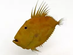 3D model Piranha 3D model