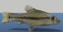 7 Fish Pack with Fish Fillet Knife Low-poly 3D model
