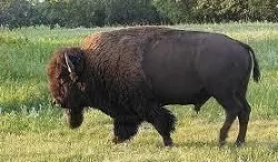 Bison big beast 3D model