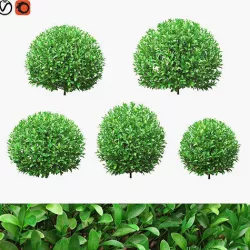 Boxwood round shaped 27 - 34cm 3D model