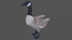 Canadian Goose  3D model