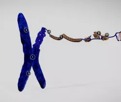 Chromosome Structure Low-poly 3D model