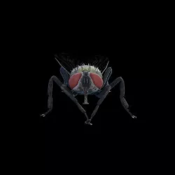 Fly HD 3D model