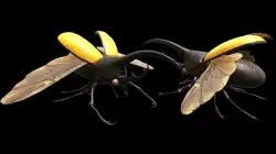 Hercules Beetle Low-poly 3D model