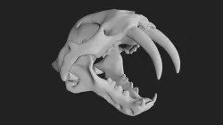 Sabertooth Smilodon tiger Skull Low-poly 3D model