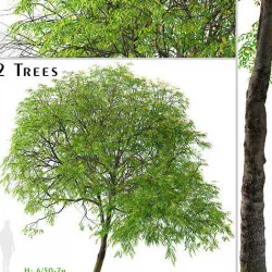 Set of Cassia leptophylla or Gold Medallion Tree - 2 Trees 3D model