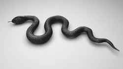 Snake 3D model