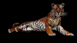 Tiger Idle Animation 3D model