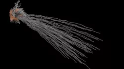 White Phosphorus Explosion VDB 3D model